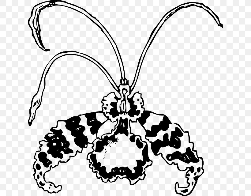 Moth Orchids Clip Art, PNG, 638x640px, Orchids, Arthropod, Artwork, Black And White, Blossom Download Free