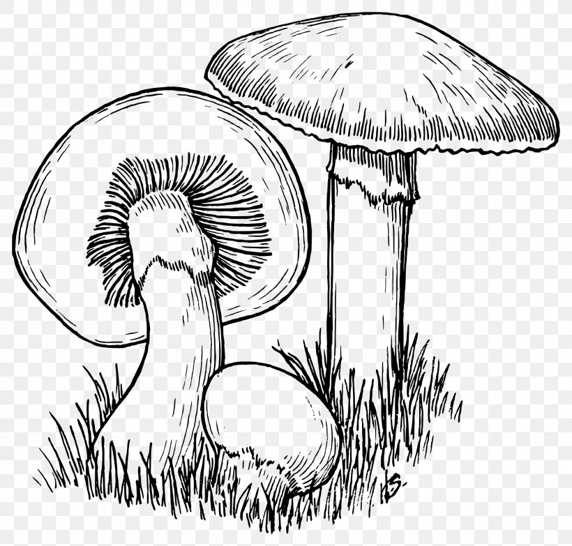 mushroom line drawings