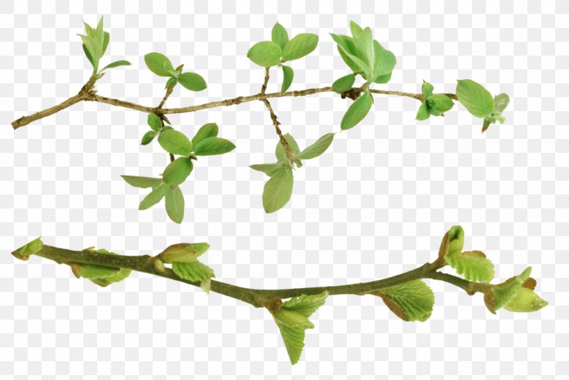 Twig Plant Stem Leaf Herb, PNG, 1024x684px, Twig, Branch, Herb, Leaf, Plant Download Free