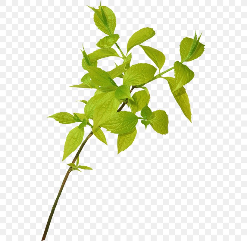 Branch Leaf Tree Plants Plant Stem, PNG, 545x800px, Branch, Aquatic Plants, Birch, Flower, Flowering Plant Download Free