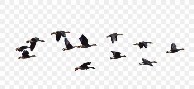 Ducks, Geese And Swans Goose Water Bird Cygnini, PNG, 2615x1200px, Ducks Geese And Swans, Animal, Animal Figure, Animal Migration, Beak Download Free