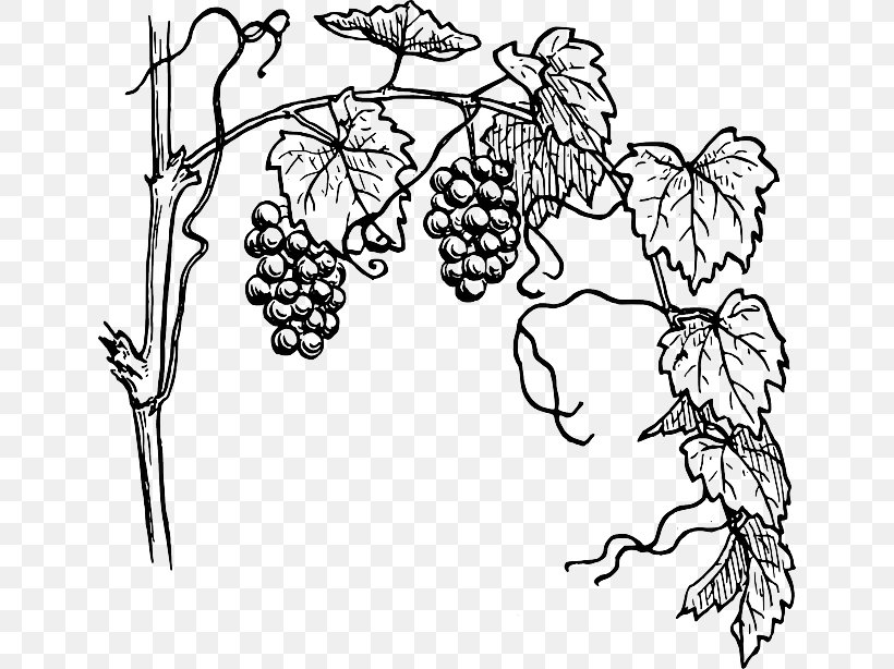 Vine Drawing Free Content Clip Art, PNG, 640x614px, Vine, Area, Black, Black And White, Branch Download Free