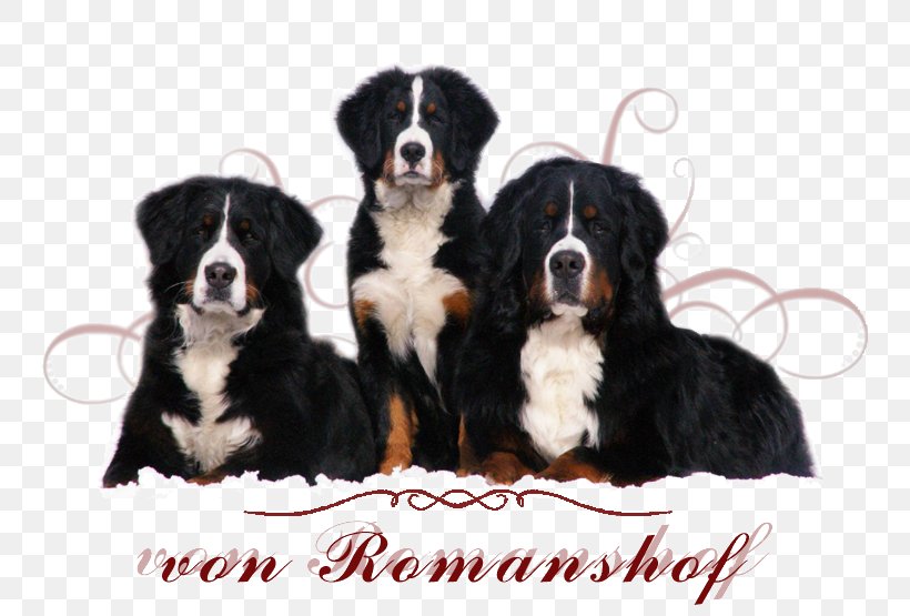 Bernese Mountain Dog Greater Swiss Mountain Dog Appenzeller Sennenhund Entlebucher Mountain Dog Puppy, PNG, 800x555px, Bernese Mountain Dog, Appenzeller Sennenhund, Breed, Carnivoran, Companion Dog Download Free