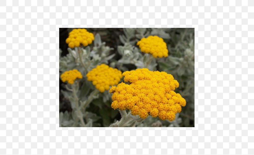 Curry Plant Helichrysum Arenarium Daisy Family Oil, PNG, 501x501px, Curry Plant, Common Sunflower, Common Wormwood, Daisy Family, Essential Oil Download Free