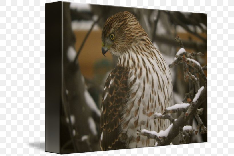 Hawk Fauna Wildlife Beak Feather, PNG, 650x547px, Hawk, Beak, Bird, Bird Of Prey, Falcon Download Free