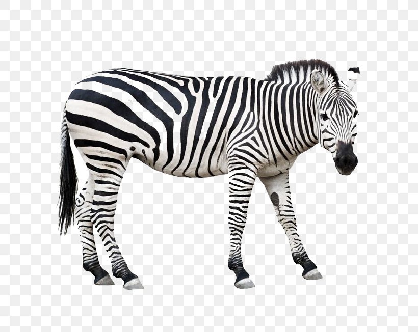 Horse Zebra, PNG, 800x652px, Horse, Black And White, Horse Like Mammal, Mammal, Mane Download Free