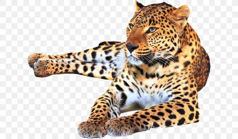 Leopard Jaguar Cheetah Felidae Tiger, PNG, 633x480px, Leopard, Big Cats, Carnivoran, Cat, Cat Like Mammal Download Free