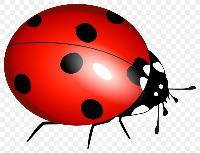 Clip Art Image Vector Graphics Transparency, PNG, 800x627px, Ladybird Beetle, Beetle, Insect, Invertebrate, Ladybug Download Free