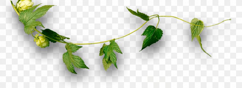 Craft Beer Leaf Plant Stem Wholesale, PNG, 1052x385px, Beer, Craft, Craft Beer, Grass, Leaf Download Free