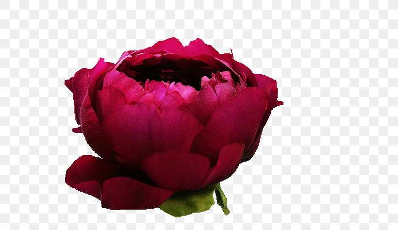 Garden Roses Cabbage Rose Floribunda Meitu Peony, PNG, 708x474px, Garden Roses, Bud, Cabbage Rose, Close Up, Closeup Download Free