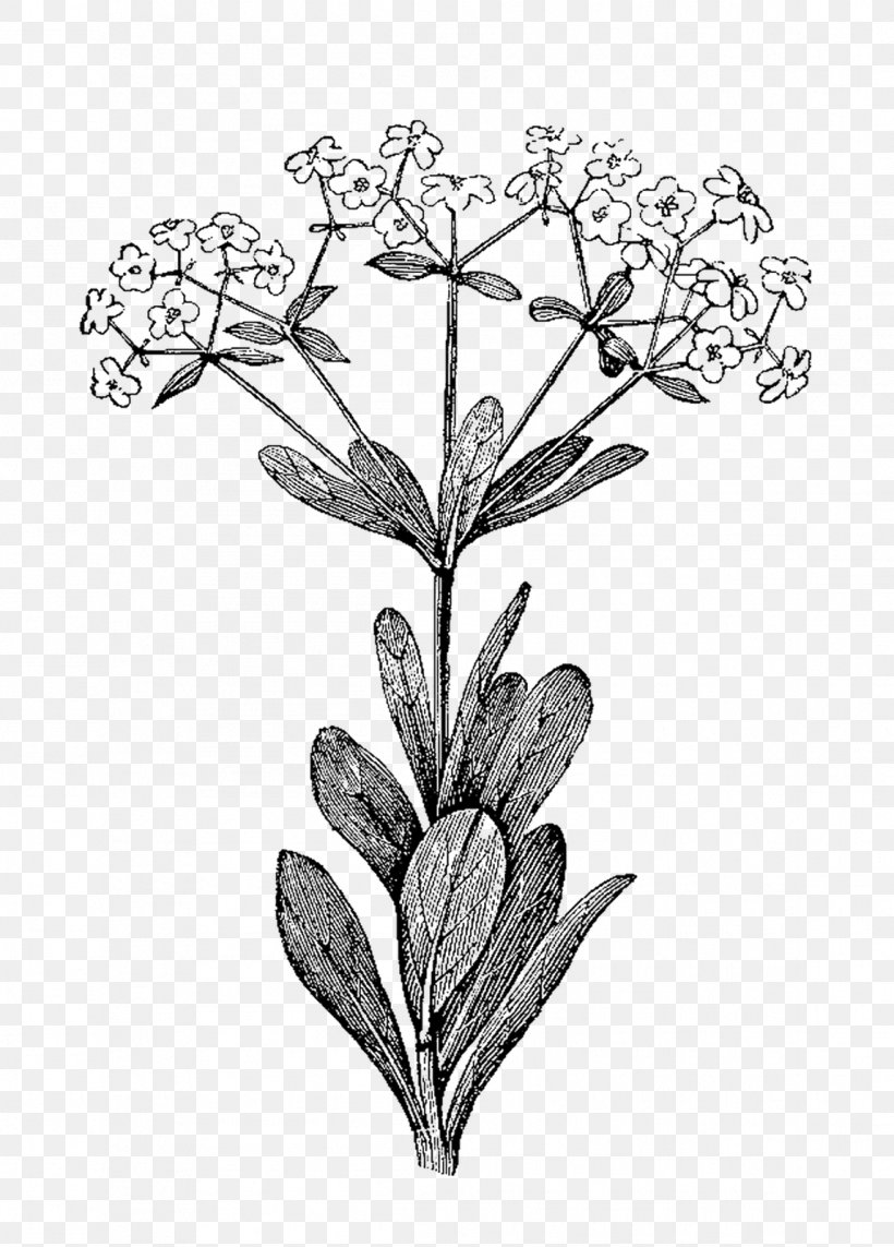 Herb Watercolor Painting Botanical Illustration Clip Art, PNG, 1147x1600px, Herb, Art, Black And White, Botanical Illustration, Botany Download Free