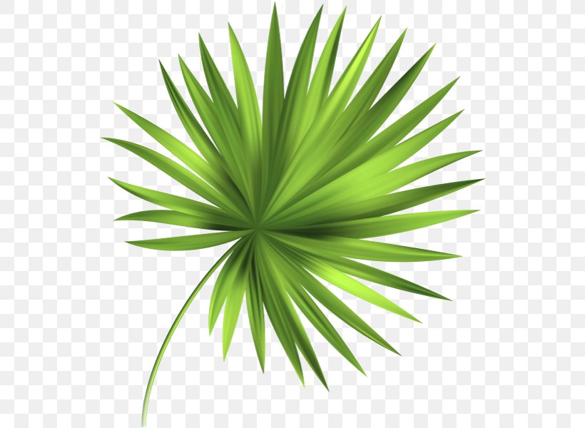 Leaf Tropics, PNG, 542x600px, Leaf, Agave, Arecales, Color, Drawing Download Free