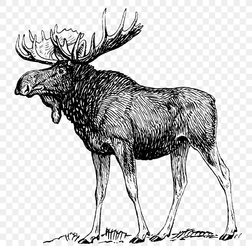 Moose Deer Drawing Art Sketch, PNG, 763x800px, Moose, Antler, Art, Arts, Black And White Download Free