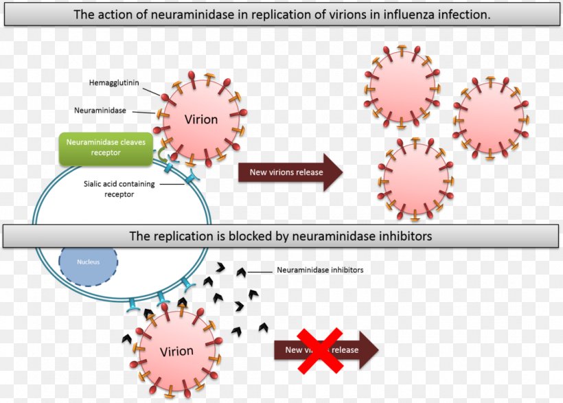 Neuraminidase Inhibitor Enzyme Inhibitor Oseltamivir Influenza, PNG, 1100x788px, Neuraminidase Inhibitor, Antiviral Drug, Area, B Cell, Brand Download Free