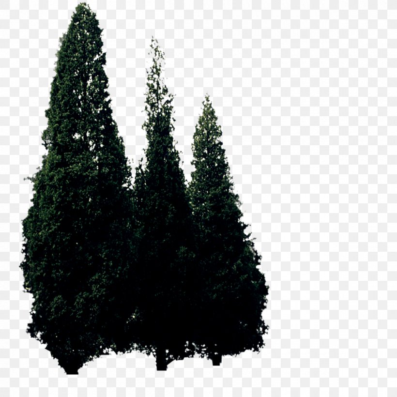 Conifers Plant Tree Pinaceae, PNG, 1200x1200px, Conifers, Biome, Christmas Decoration, Christmas Ornament, Christmas Tree Download Free