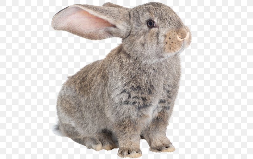 Domestic Rabbit Flemish Giant Rabbit Hare Dog Angora Rabbit, PNG, 500x516px, Domestic Rabbit, Angora Rabbit, Animal, Animal Rescue Group, Animal Welfare Download Free