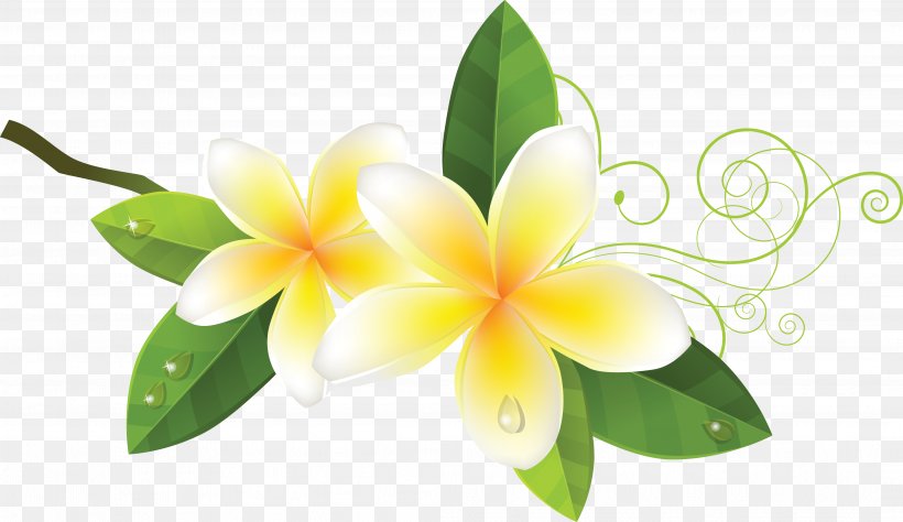 Mahavir, PNG, 4186x2420px, Flower, Cattleya, Cdr, Cut Flowers, Floral Design Download Free