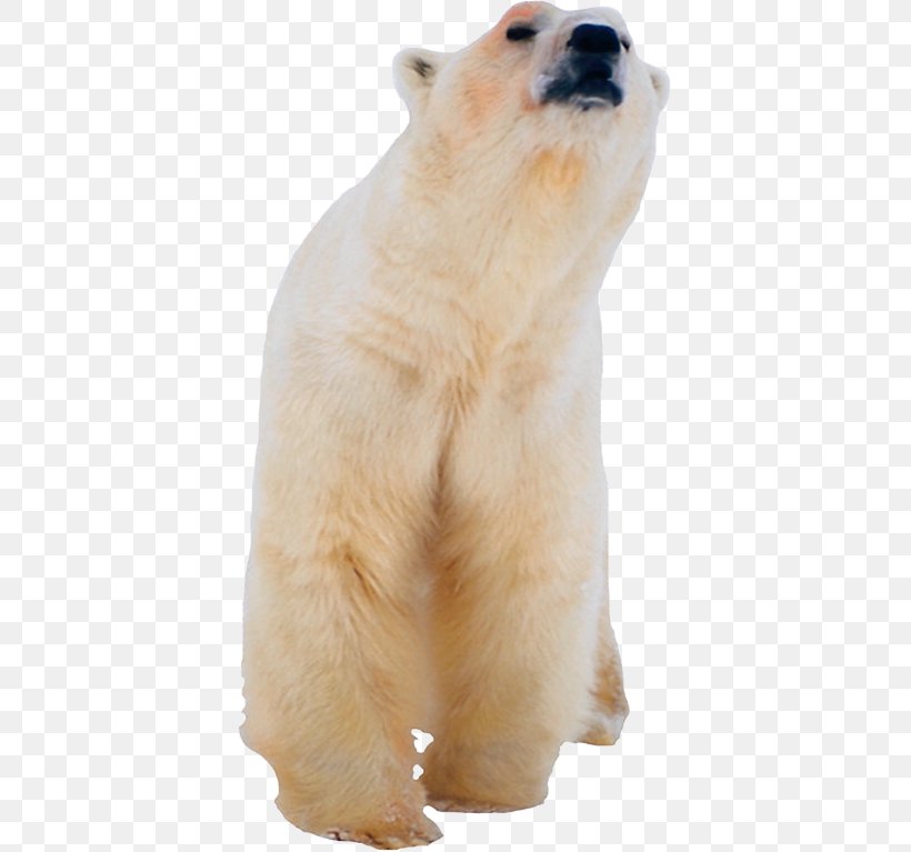 The Polar Bear Los Osos Polares Kodiak Bear, PNG, 391x767px, Polar Bear, Animal, Bear, Bears, Brown Bear Download Free