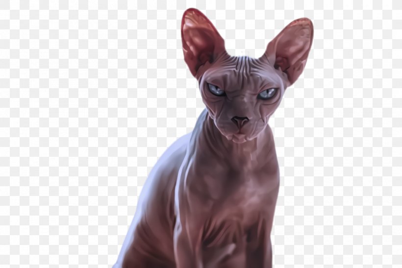 Cat Sphynx Donskoy Small To Medium-sized Cats Peterbald, PNG, 2000x1336px, Cat, Cornish Rex, Donskoy, Peterbald, Small To Mediumsized Cats Download Free