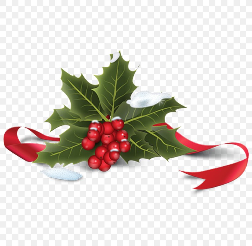 Common Holly Christmas Icon, PNG, 800x800px, Common Holly, Aquifoliaceae, Aquifoliales, Berry, Christmas Download Free