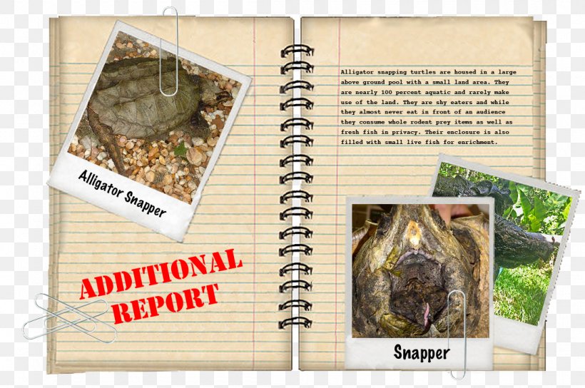 Alligator Snapping Turtle Crocodile Common Snapping Turtle, PNG, 1100x730px, Turtle, Alligator, Alligator Snapping Turtle, Amboina Box Turtle, Animal Download Free