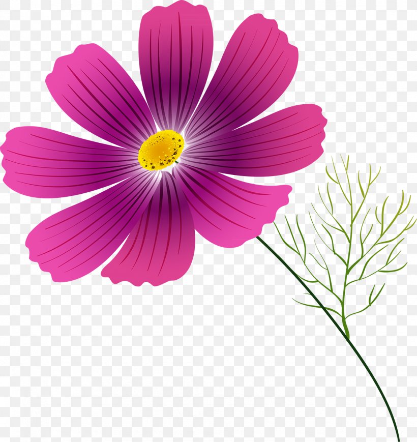 Cosmos Flower Annual Plant Clip Art, PNG, 1132x1200px, Cosmos, Album, Annual Plant, Author, Daisy Family Download Free