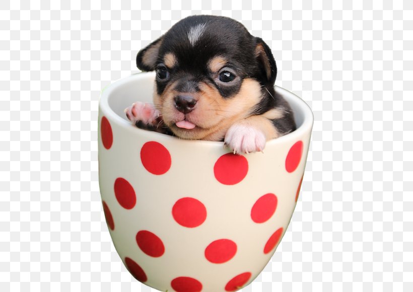 Dog Puppy Pet Tea Bob's Shoe Repair, PNG, 454x580px, Dog, Bark, Carnivoran, Chihuahua, Child Download Free