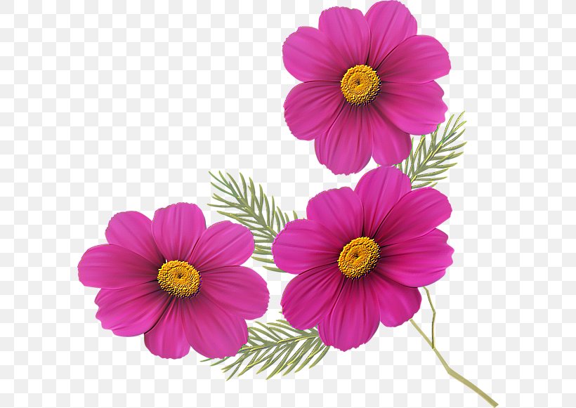 Flower Petal Clip Art, PNG, 600x581px, Flower, Annual Plant, Chrysanthemum, Chrysanths, Computer Software Download Free