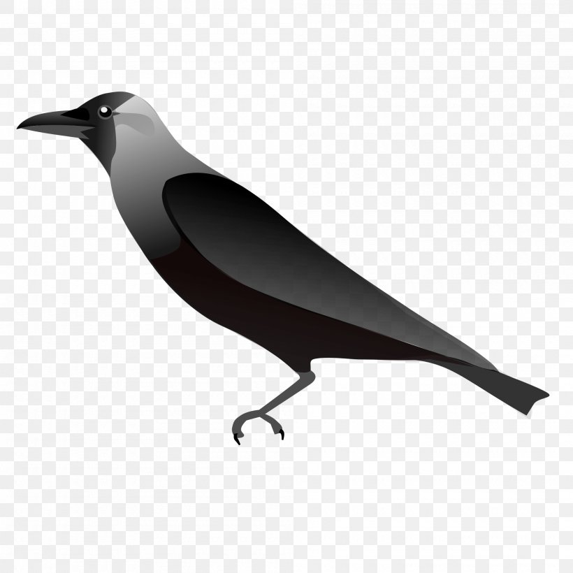 House Crow Clip Art, PNG, 2000x2000px, House Crow, Beak, Bird, Black And White, Crow Download Free