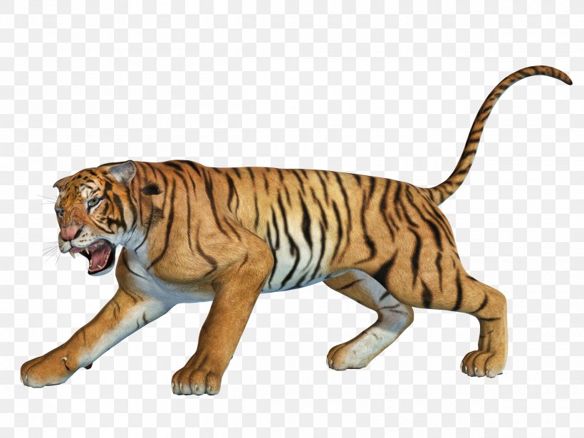 Image Cat South China Tiger Animal Download, PNG, 2500x1875px, Cat, Animal, Animal Figure, Big Cat, Big Cats Download Free
