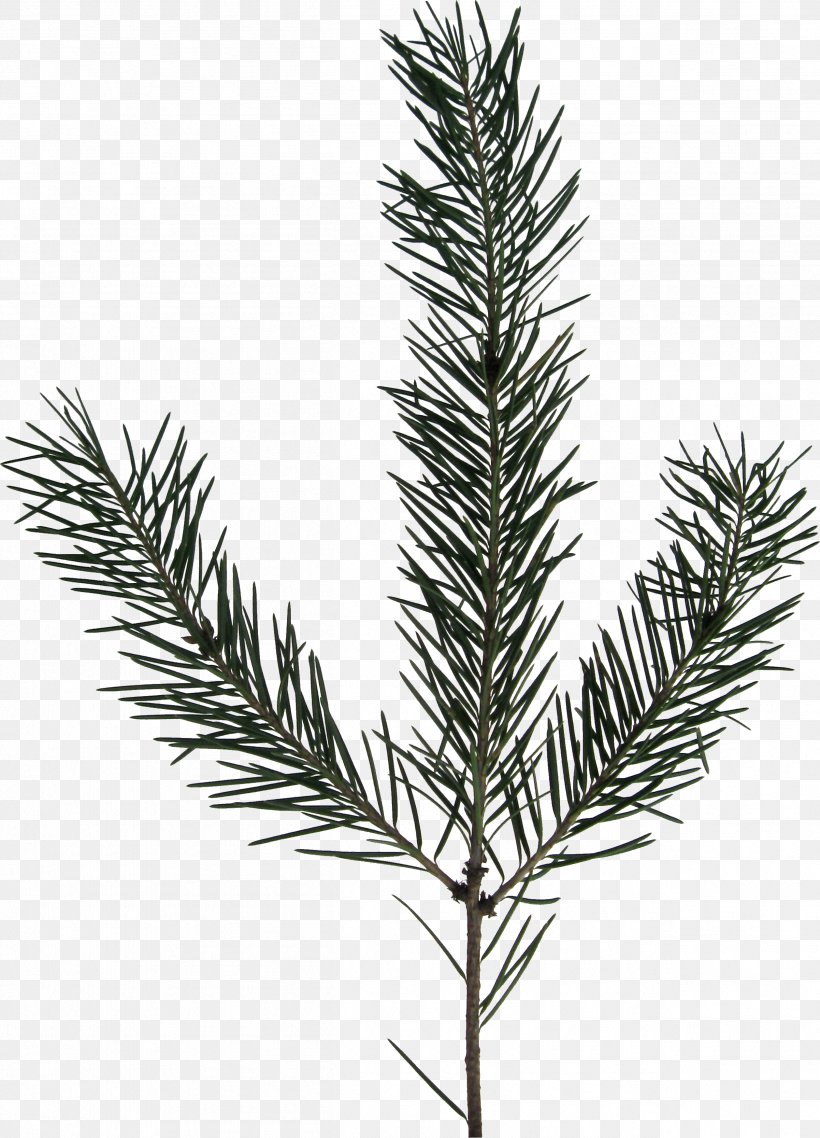 Spruce JPEG Computer File, PNG, 2517x3496px, Spruce, Branch, Conifer, Directory, Evergreen Download Free