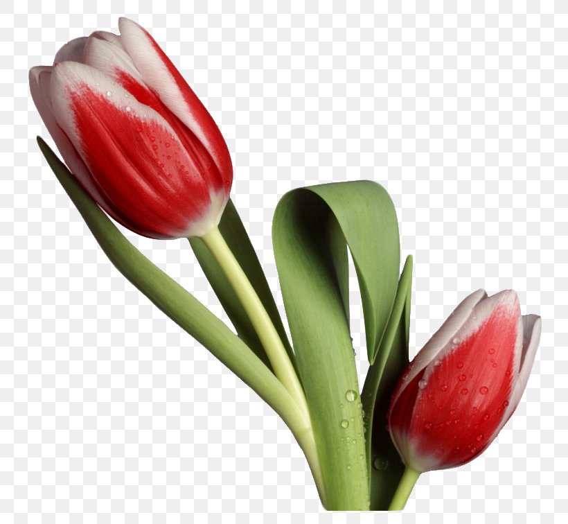 Tulip Cut Flowers Desktop Wallpaper Clip Art, PNG, 796x756px, Tulip, Artificial Flower, Bud, Cut Flowers, Display Resolution Download Free
