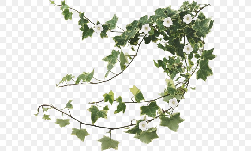 Family Tree Background, PNG, 600x495px, Common Ivy, Boston Ivy, Branch, Devils Ivy, Fig Trees Download Free