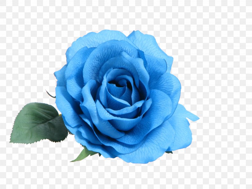 Blue Rose Clip Art, PNG, 3264x2448px, Blue Rose, Blue, Blue Flower, Color, Cut Flowers Download Free
