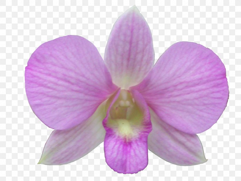 Moth Orchids Digital Image, PNG, 1453x1090px, Orchids, Cattleya, Cattleya Orchids, Cypripedium Calceolus, Dendrobium Download Free