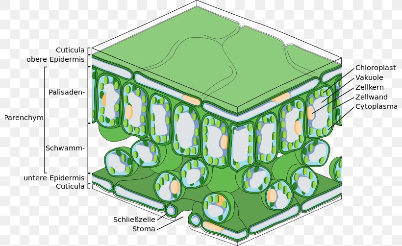 Palisade Cell Leaf Photosynthesis Function Tissue, PNG, 800x502px, Palisade Cell, Anatomy, Aquatic Plants, Area, Cell Download Free