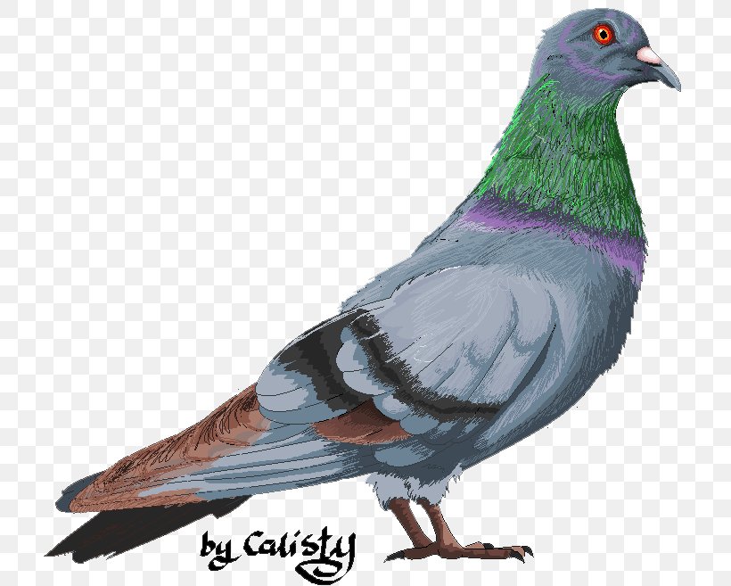 Stock Dove Columbidae Domestic Pigeon Bird Fancy Pigeon, PNG, 733x657px, Stock Dove, Basior, Beak, Bird, Columbidae Download Free
