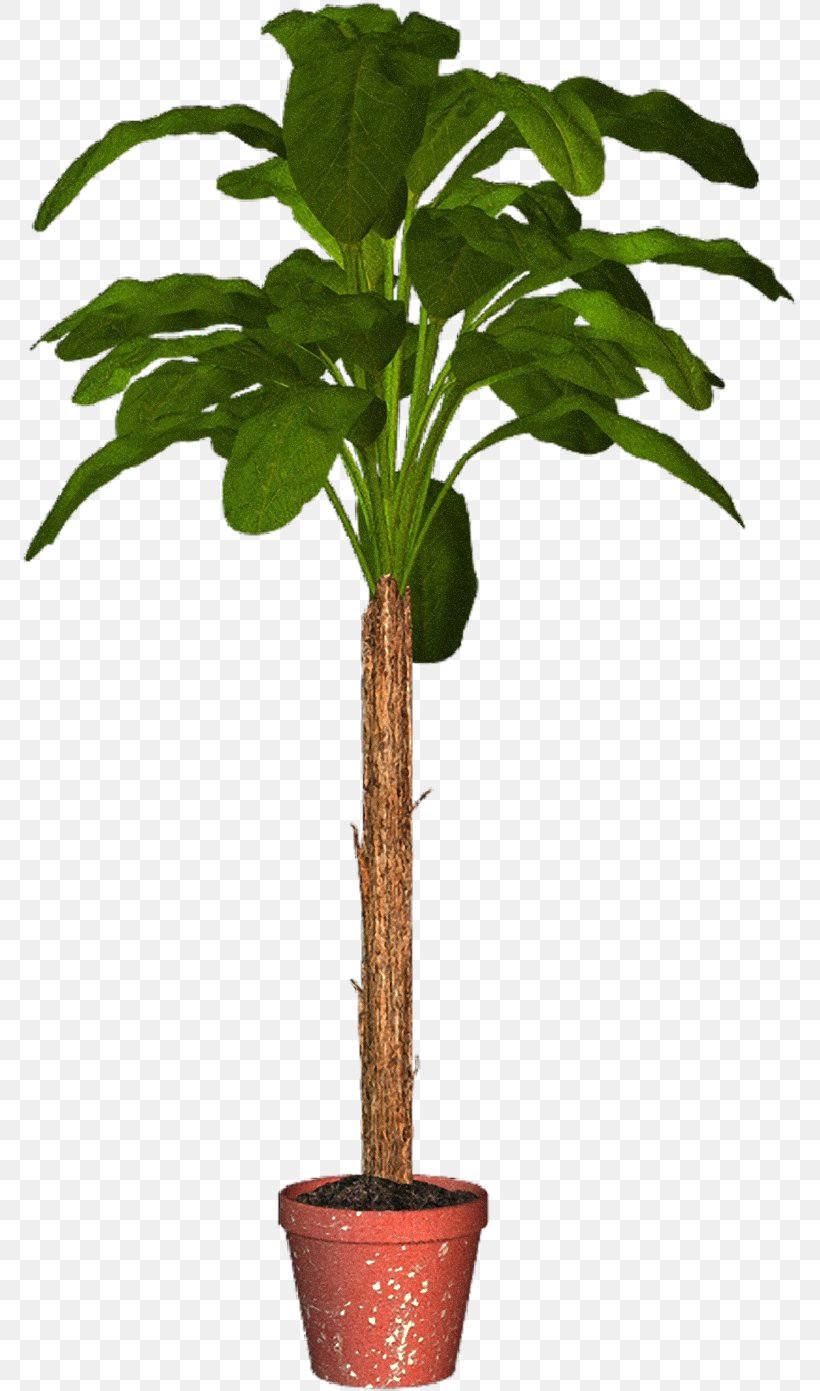 Arecaceae Flowerpot Houseplant Tree, PNG, 776x1391px, Arecaceae, Arecales, Evergreen, Flowerpot, Herb Download Free