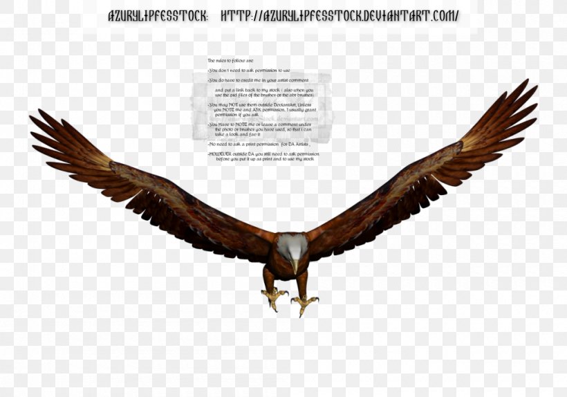 Bald Eagle Royalty-free, PNG, 1000x700px, Bald Eagle, Accipitriformes, Beak, Bird, Bird Of Prey Download Free