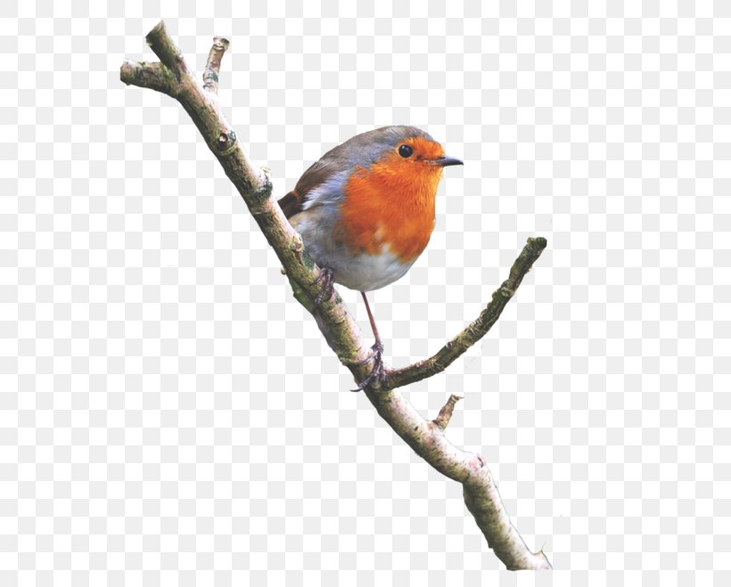 Bird European Robin American Robin, PNG, 600x659px, Bird, American Robin, Animal, Beak, Branch Download Free