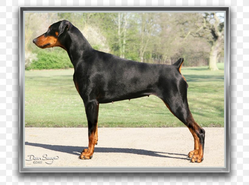 Dobermann German Pinscher Miniature Pinscher Manchester Terrier Dog Breed, PNG, 840x625px, Dobermann, Breed, Carnivoran, Dog, Dog Breed Download Free