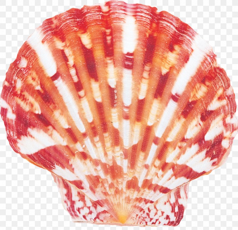 Seashell Conchology Marine Bivalvia Photography, PNG, 1020x984px, Seashell, Animal Source Foods, Bivalvia, Cockle, Conchology Download Free