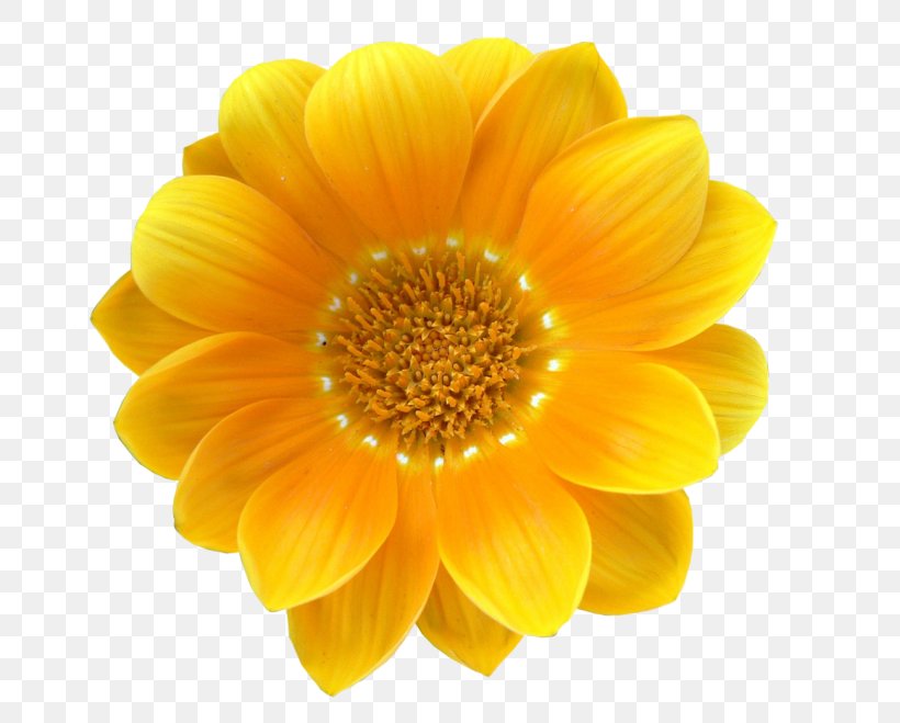 Stock Photography Yellow Flower Common Daisy White, PNG, 700x659px, Stock Photography, Calendula, Chrysanths, Color, Common Daisy Download Free