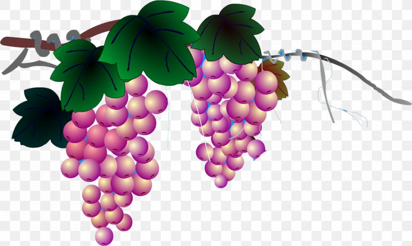 Grapevines Google Images, PNG, 910x544px, Grape, Food, Fruit, Google Images, Grapevine Family Download Free
