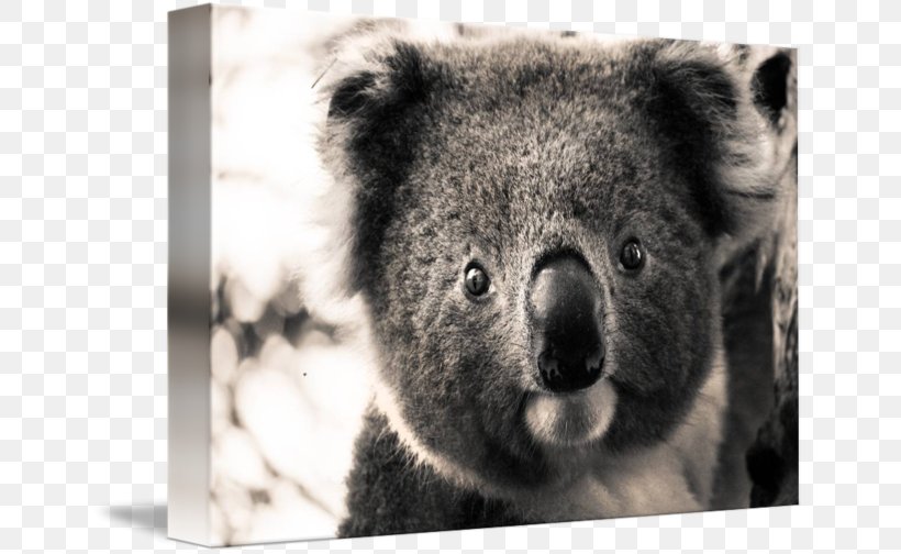 Imagekind Koala Art Portrait Poster, PNG, 650x504px, Imagekind, Ape, Art, Bear, Canvas Download Free
