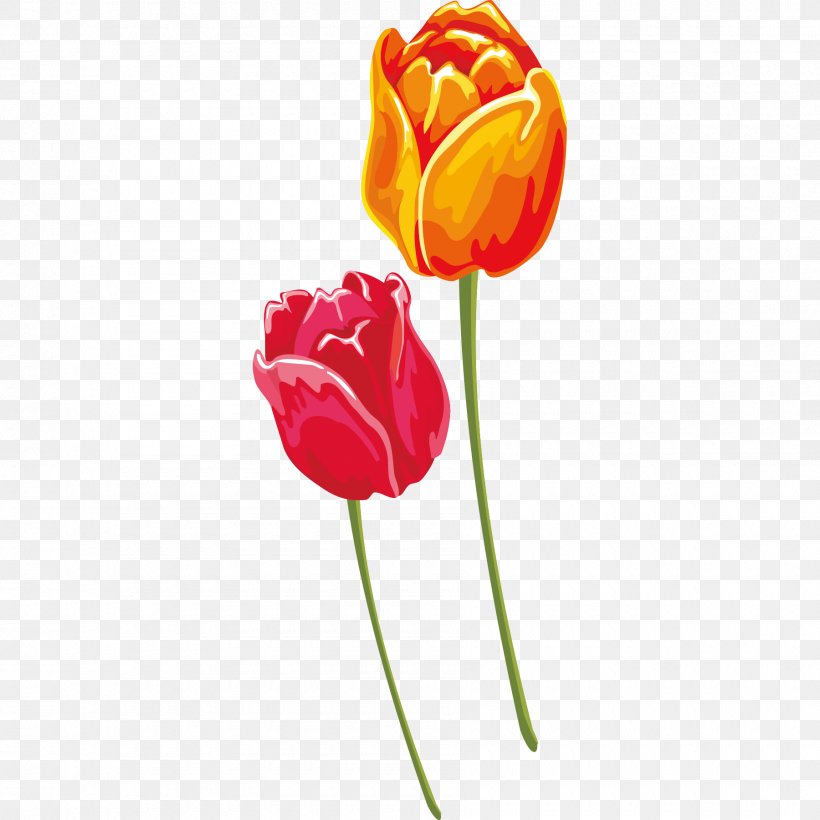 Tulip Red Yellow Euclidean Vector, PNG, 1800x1800px, Tulip, Cut Flowers, Flower, Flowering Plant, Gratis Download Free