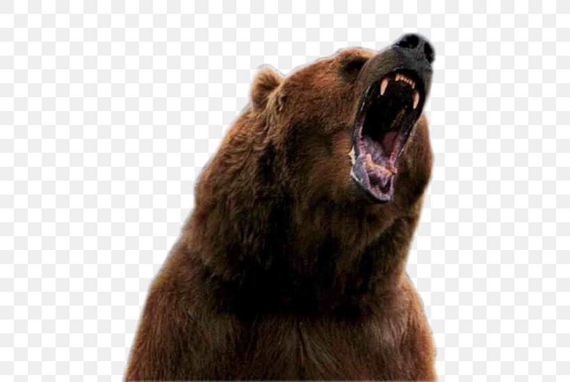 Hugh Glass: Grizzly Survivor Grizzly Bear Lord Grizzly French Coinche, PNG, 600x550px, Bear, Animal, Bear Attack, Brown Bear, Carnivoran Download Free