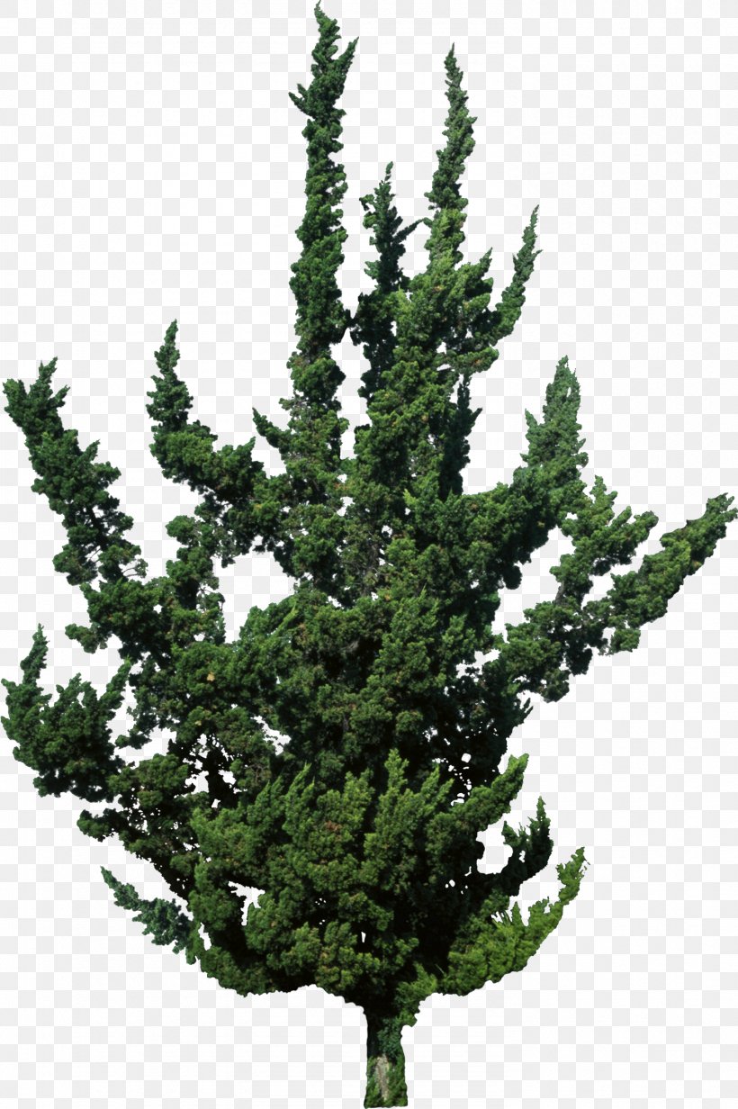 Spruce Juniperus Chinensis Var. Kaizuka Evergreen Tree Pine, PNG, 1490x2240px, Spruce, Biome, Branch, Christmas Tree, Conifer Download Free