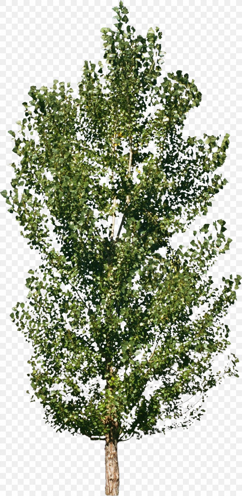 Tree Forest Material Shrub, PNG, 1056x2162px, Tree, Birch, Branch, Crown, Forest Download Free