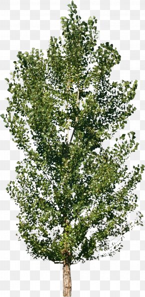 Bushes - Tree Forest Material Shrub PNG